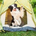 Camping Border Collie