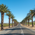 A scenic road lined with palm trees and green vineyards in the Barossa Valley, South Australia.